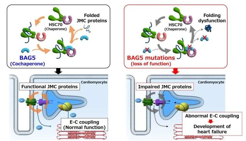 BAG5 là yếu tố quan trọng đối với việc xử lý canxi trong tế bào cơ tim.