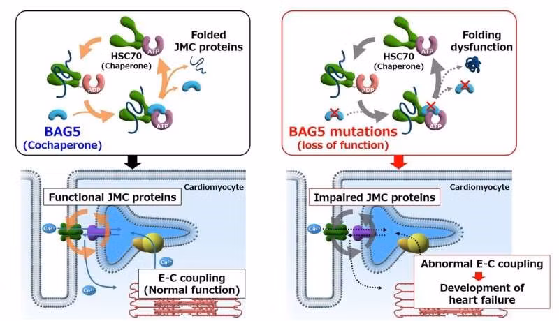 BAG5 là yếu tố quan trọng đối với việc xử lý canxi trong tế bào cơ tim.