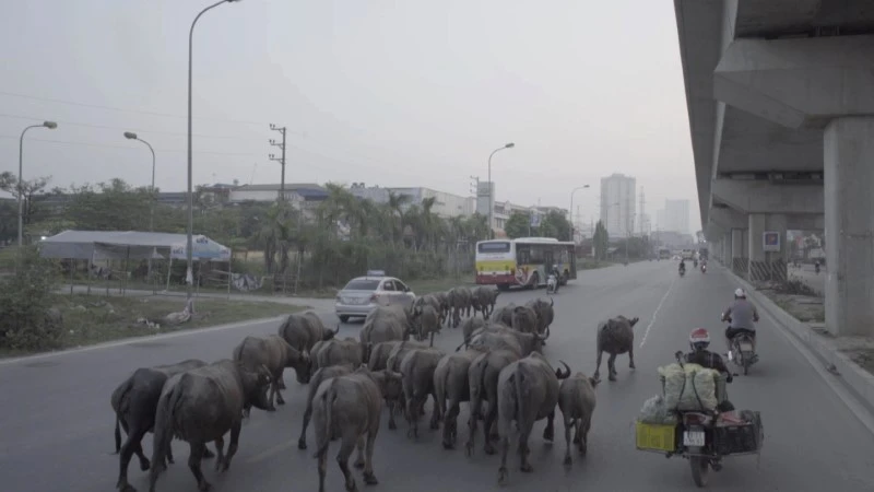 Một cảnh quay đầy ngẫu hứng trong phim “Vào đời” tại Hà Nội.