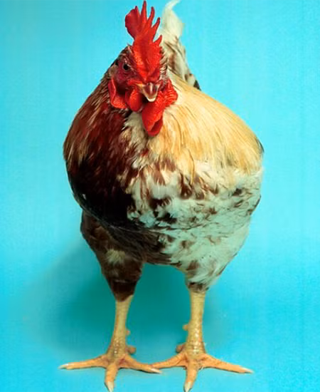 Lý giải hiện tượng lưỡng tính của động vật ảnh 5