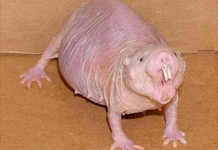 Những loài động vật kỳ dị nhất thế giới khiến bạn hết hồn