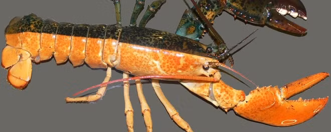 Lý giải hiện tượng lưỡng tính của động vật ảnh 2