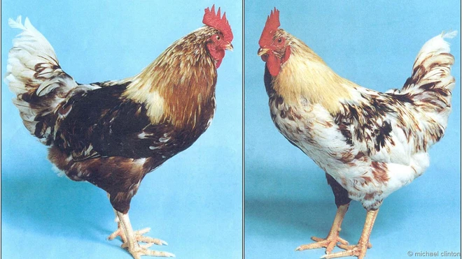Lý giải hiện tượng lưỡng tính của động vật