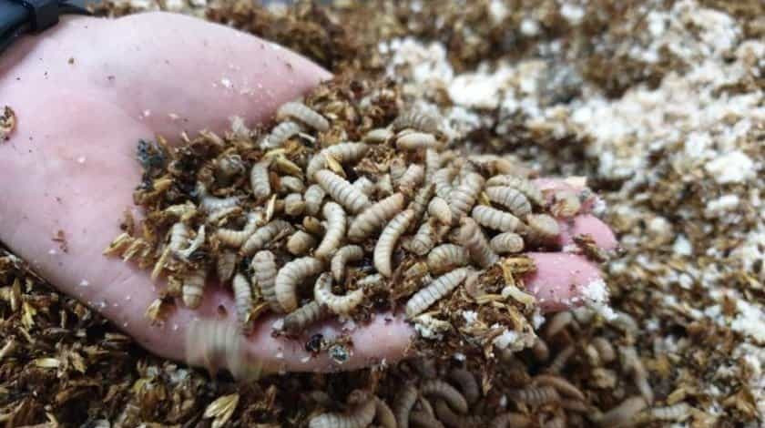 Ruồi lính đen là nguồn thức ăn chăn nuôi giàu dinh dưỡng.