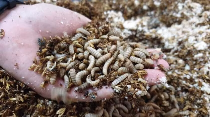 Ruồi lính đen là nguồn thức ăn chăn nuôi giàu dinh dưỡng.