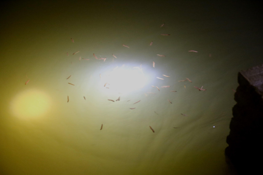 Rươi lượn lên khi thấy ánh đèn.