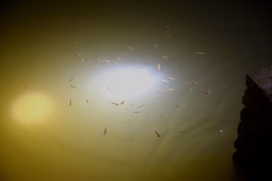 Rươi lượn lên khi thấy ánh đèn.