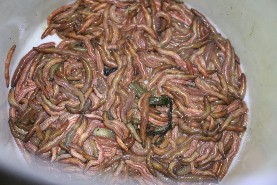 Người dân có thể kiếm nhiều triệu đồng mỗi đêm nhờ việc bắt rươi.