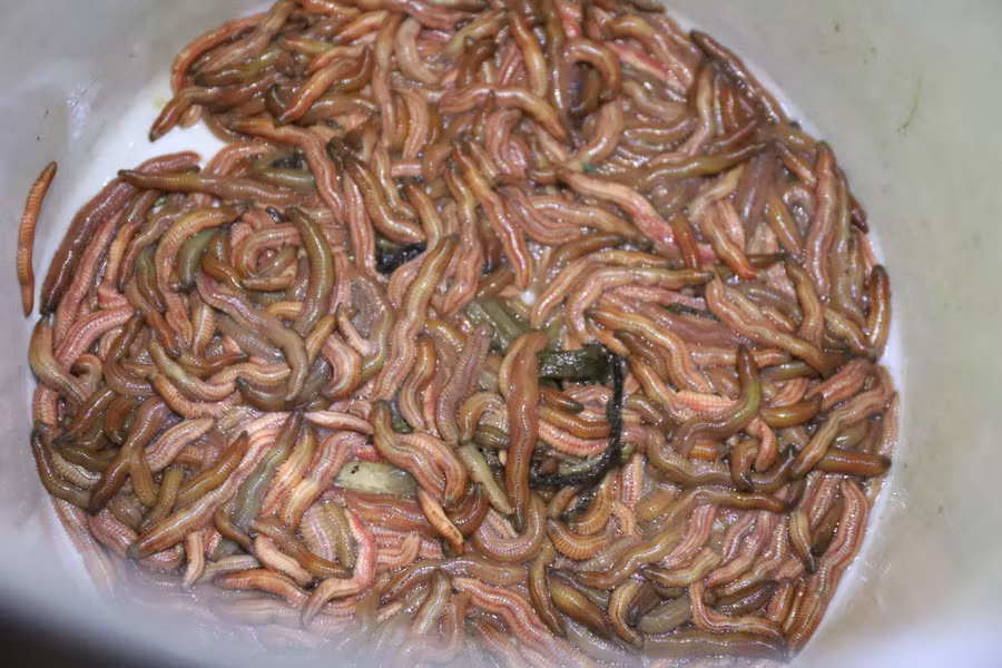 Người dân có thể kiếm nhiều triệu đồng mỗi đêm nhờ việc bắt rươi.