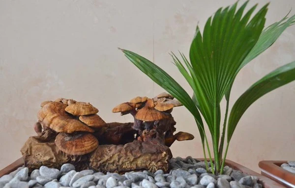 Linh chi bonsai bạc triệu hút khách chơi Tết