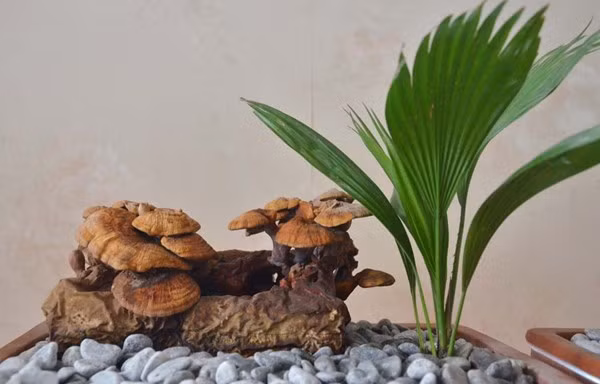 Linh chi bonsai bạc triệu hút khách chơi Tết