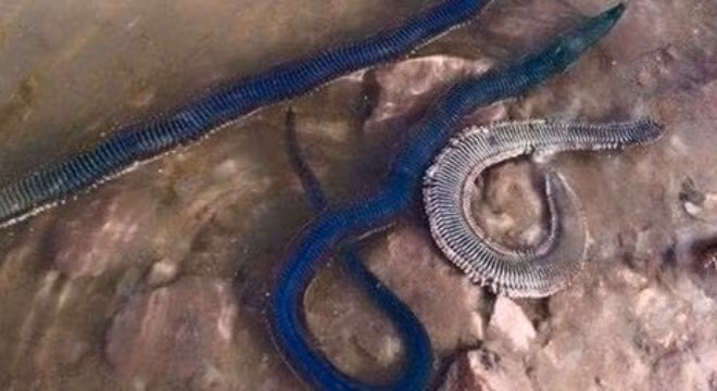 Sinh vật lạ "nửa rết nửa rắn" khiến cả làng hoang mang