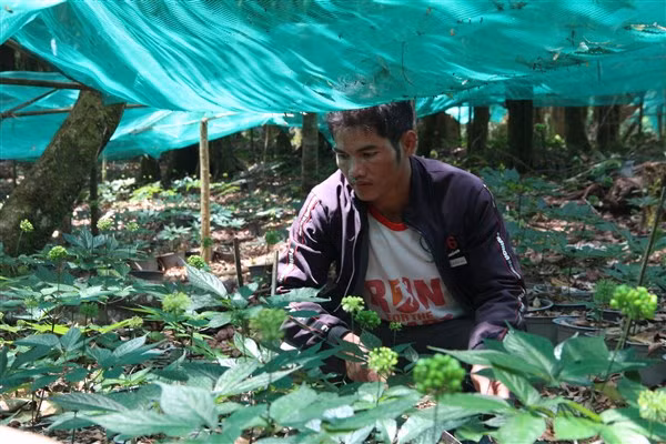 Những cây sâm Ngọc Linh “trưởng thành” chuẩn bị cho thu hoạch.