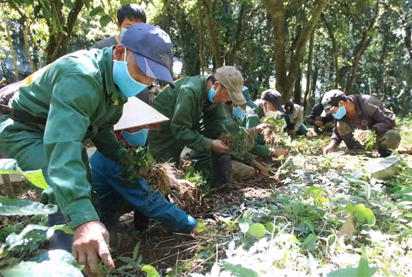 Người dân nhổ mầm sâm Ngọc Linh để di thực trồng sâu trong rừng.