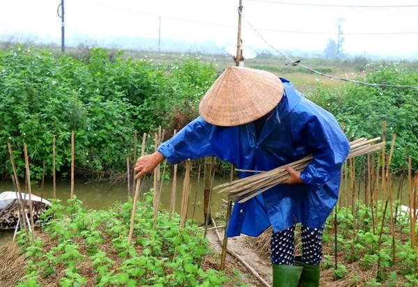 Người dân đang trong giai đoạn cắm nan, trồng dặm lại những cây bị hư hỏng chuẩn bị hoa phục vụ Tết Nguyên đán.