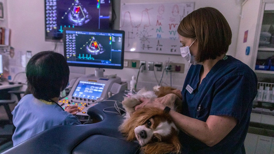 Nghiên cứu trên loài chó sẽ tìm ra cách kéo dài tuổi thọ ở người. Nghiên cứu trên loài chó sẽ tìm ra cách kéo dài tuổi thọ ở người.