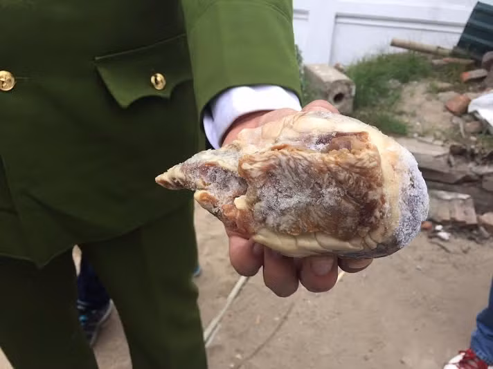 Quả tim lợn đã mốc xanh, mốc vàng