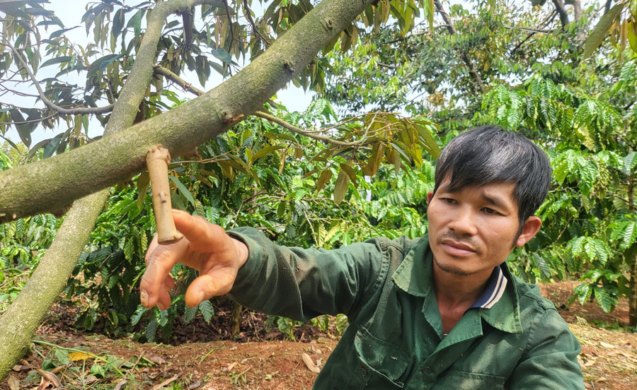Người dân Gia Lai lo thất thu vì sầu riêng non rụng liên tục.