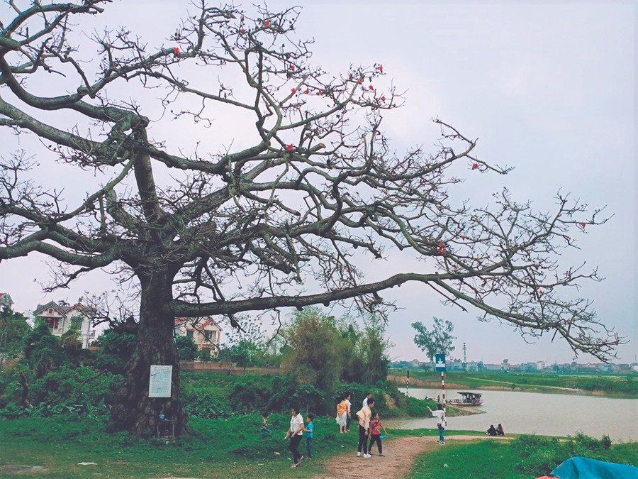 Cây gạo di sản ở ngã ba Xà - nơi hợp lưu sông Cầu và sông Cà Lồ. Ảnh: Minh Minh.