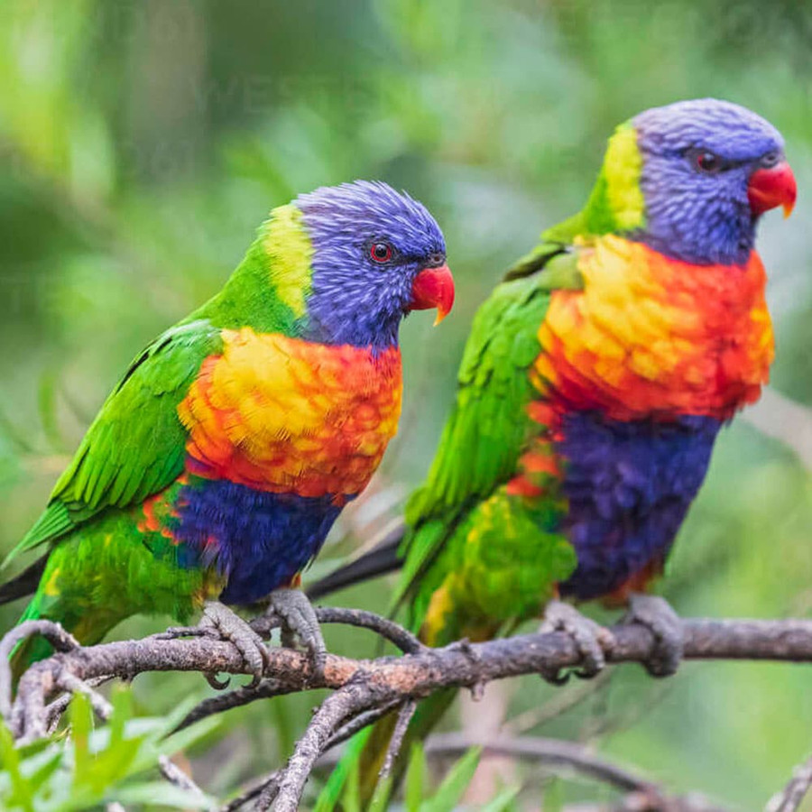 Vẹt lorikeet, loài chim đặc hữu của quần đảo Polynesia.