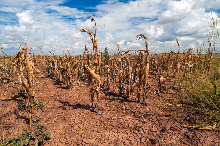 El Nino khiến Trái đất nóng kỷ lục.