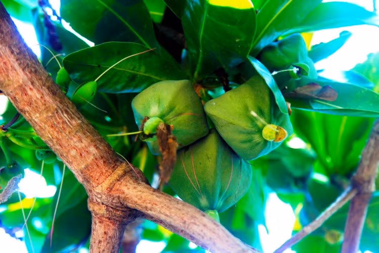 Cây bàng vuông ở Lý Sơn ảnh 3