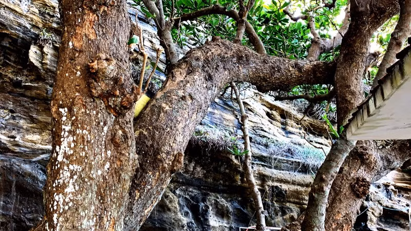 Cây bàng vuông ở Lý Sơn ảnh 1