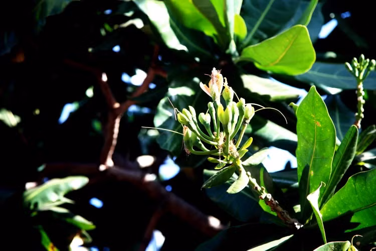 Cây bàng vuông ở Lý Sơn ảnh 2