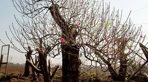 Ngăn chặn quà Tết biến tướng