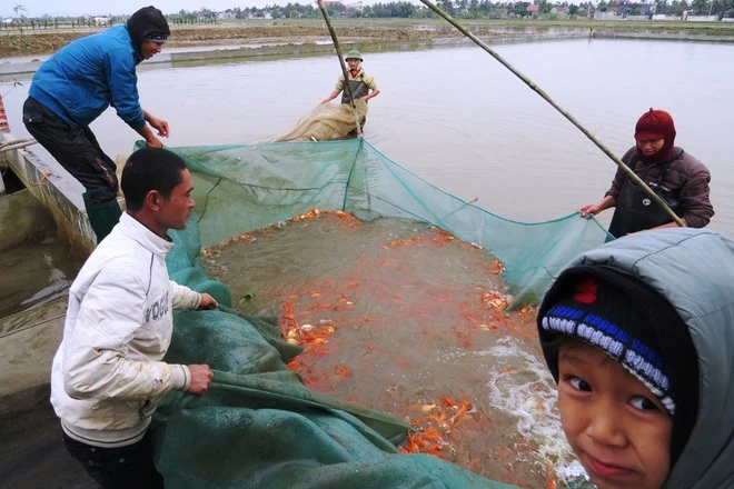 Làng bán cá chép tiễn Táo quân về trời