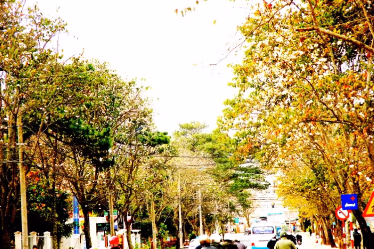 Hoa ban rừng trên phố núi ảnh 3