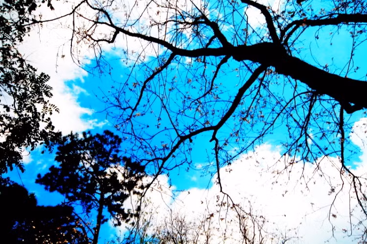 Hoa ban rừng trên phố núi ảnh 1