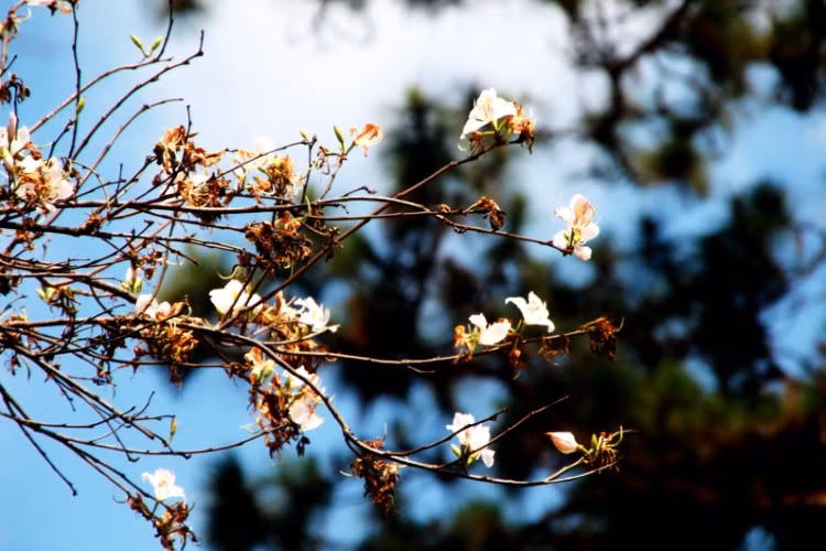 Hoa ban rừng trên phố núi ảnh 4