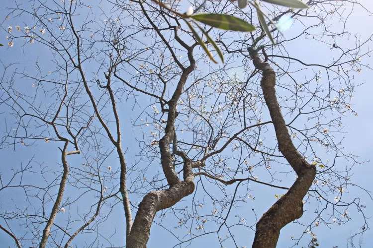 Hoa ban rừng trên phố núi ảnh 2