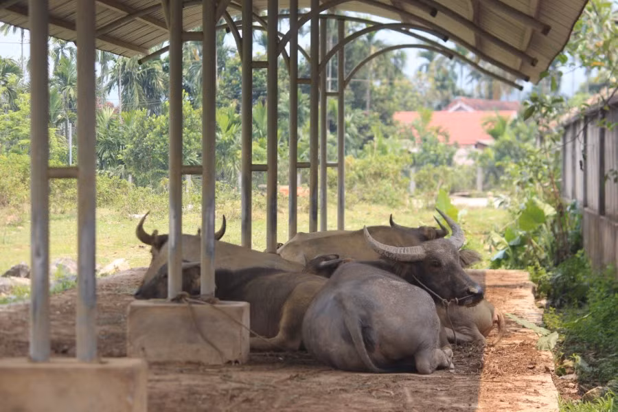 Người dân tận dụng các khu nhà nuôi nhốt trâu.