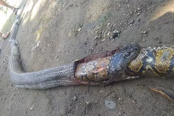 Rắn hổ mang nuốt chửng trăn "khủng".