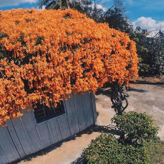 Hội chị em phát sốt đòi kéo nhau đi Lâm Đồng check in ở ngôi nhà phủ đầy hoa da cam như truyện cổ tích, từng lên cả báo Mỹ - Ảnh 4.