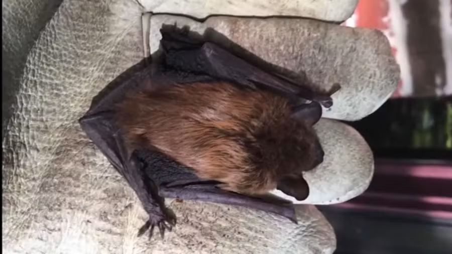 Cận cảnh con dơi mắc bệnh dại