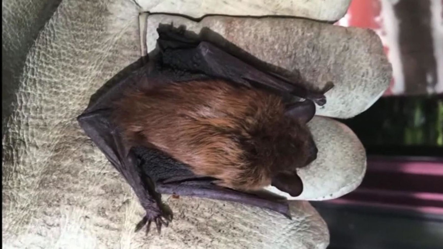 Cận cảnh con dơi mắc bệnh dại