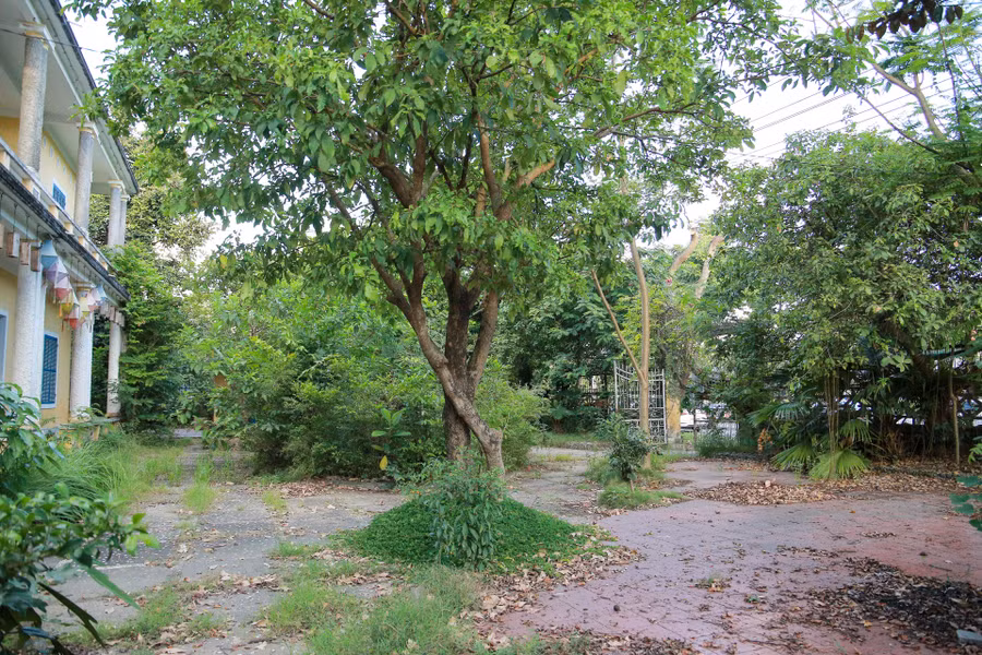 Khuôn viên xung quanh nhà cỏ dại mọc um tùm, lá khô ở khắp nơi.