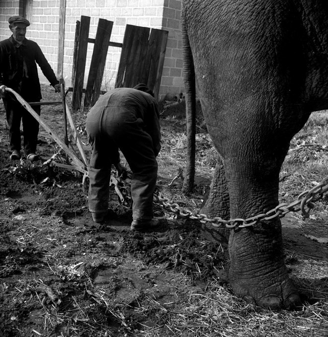 Những chú voi được tận dụng để làm công việc đồng áng thay ngựa trong chiến tranh tại châu Âu.