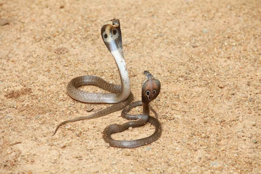 5 loài rắn khổng lồ nhất Ấn Độ - 5