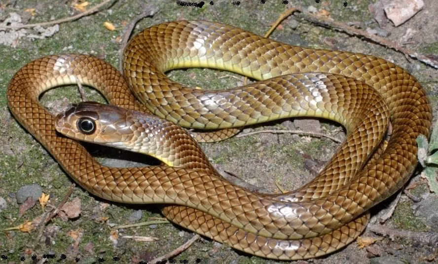 5 loài rắn khổng lồ nhất Ấn Độ - 4