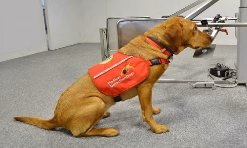 VNE-NHS-hospital-to-use-dogs-t-9628-7304