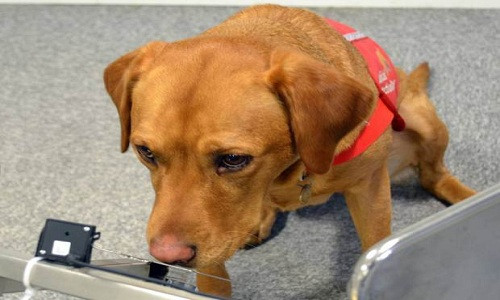 Con chó Daisy đã cố gắng chỉ ra chủ nó đang bị ung thư vú. Ảnh: AP. VNE-NHS-hospital-to-use-dogs-t-3979-2136