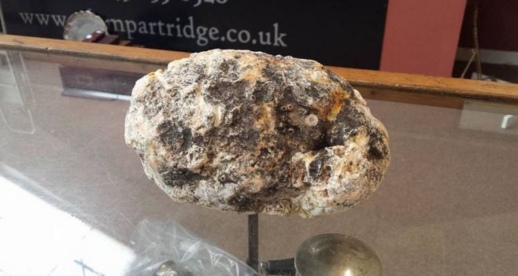 Đi dạo, nhặt được bãi phân trị giá 200 triệu đồng