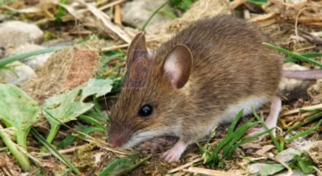 Cách diệt chuột an toàn không cần đánh bả