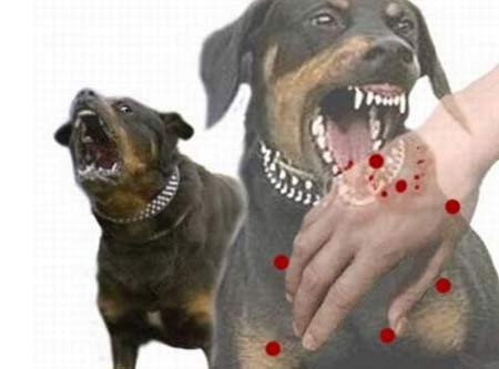Những điều cần biết về bệnh dại - Ảnh 3