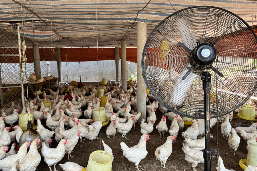 Người dân ở Nghệ An bật quạt chống nóng cho trang trại gà.