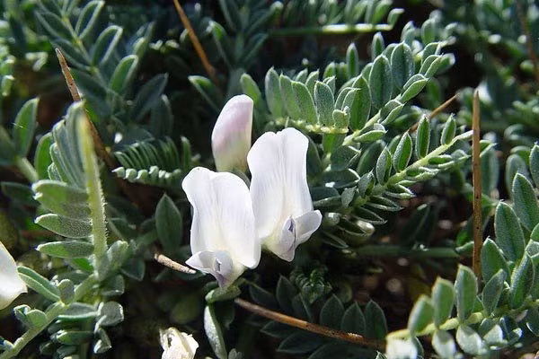 10 cách tự nhiên điều trị vô sinh ở nam giới